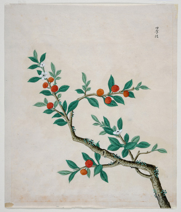 neznámý malíř čínský – Větev citrusu