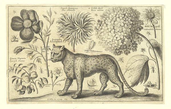 Václav Hollar – Leopard, květiny a hmyz