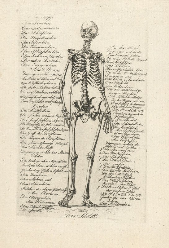 František Čepelka (Czepelka) – Anatomie člověka