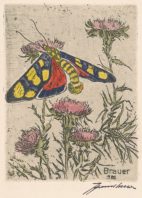 Johannes Brauer – Exotický motýľ