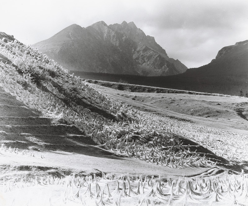 Karel Plicka – Sušenie ľanu, Štôla, Vysoké Tatry, 1947, Tatranská galéria