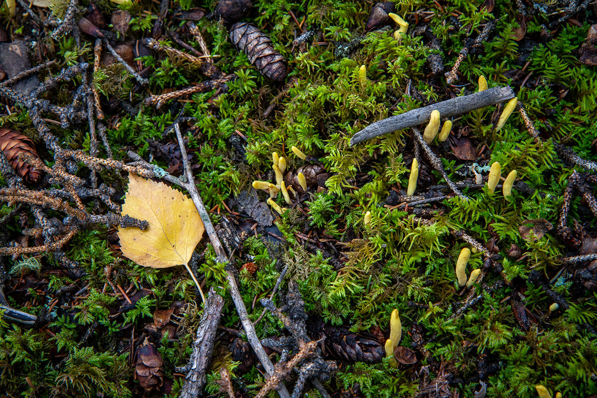 Arthur T. LaBar – Forest floor, Central Alaska